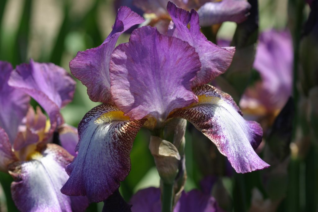 Iris germanica