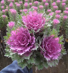 Brassica Oleracea de floare taiata
