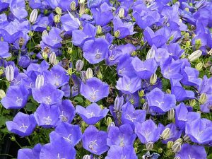 clopotei campanula carpatica blue