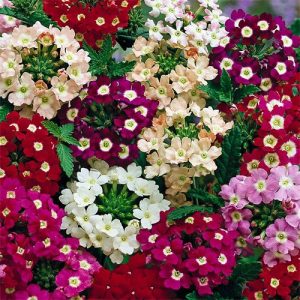 Verbena Hybrida