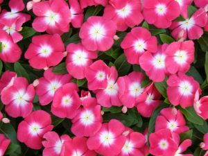 Vinca Hybrida -| vinca pacifica cherry red halo