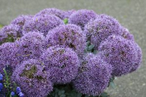 Alllium Ceapa decorativa