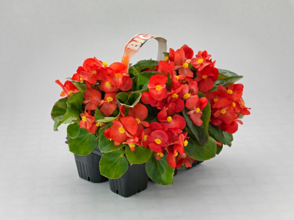 Begonia Semperflorens Ghetisoara